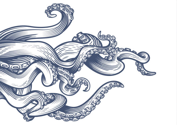 Tentacles of an octopus. Hand drawn vector illustration in engraving technique isolated on white background. tribal tattoos stock illustrations