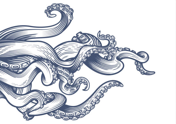 Tentacles of an octopus. Hand drawn vector illustration in engraving technique isolated on white background. seafood stock illustrations