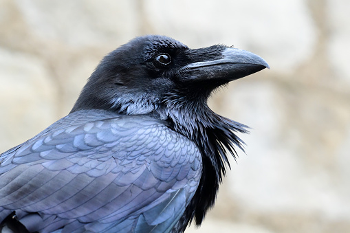 The Jackdaw is a small, black crow with a distinctive silvery sheen to the back of its head. The pale eyes are also noticeable