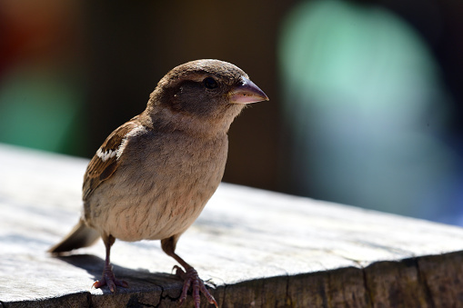 Portrait of a sparrow perching on a picnic table