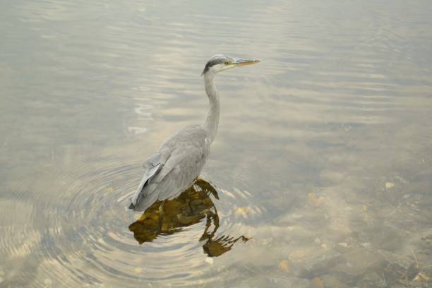 One beautiful heron with short beak, with big eyes, oval body and long legs is standing cautious in the cloudy lake water to search for fish.