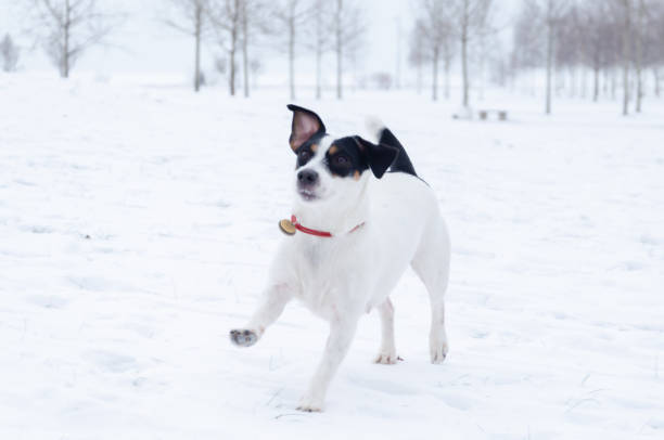 istock Jack Russell Terrier. The dog plays with its owner. 1085608582