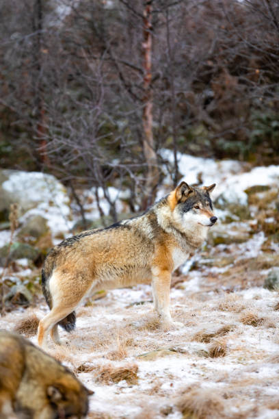 istock Magnificent alpha male wolf in pack standing in the forest 1085614094