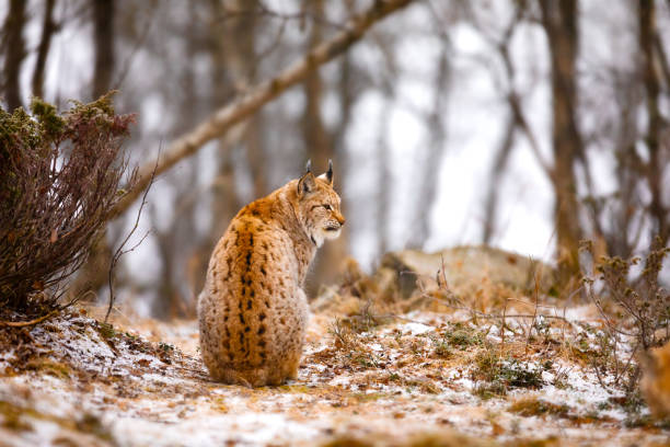400+ Young Bobcat In The Snow Stock Photos, Pictures & Royalty-Free ...