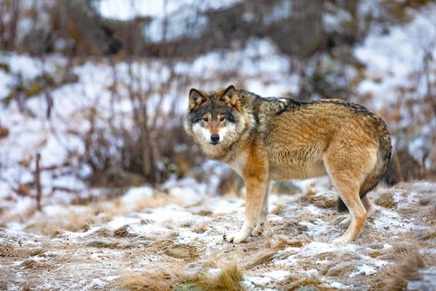 istock Magnificent wolf standing in the forest in early winter 1085614196