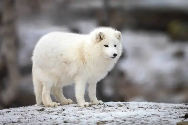 Photo of Arctic fox in white winter coat standing on a large rock