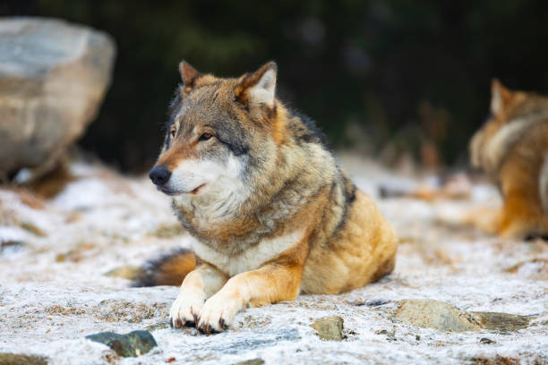 istock Resting wolfes in wolf pack at early winter 1085614676