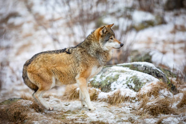 istock Focused and scared wolf in the forest in early winter 1085614716