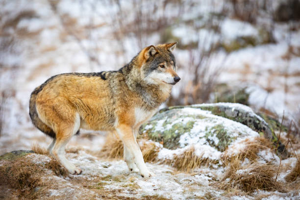 un lupo spaventato nella foresta all'inizio dell'inverno - wolf norway woods winter foto e immagini stock