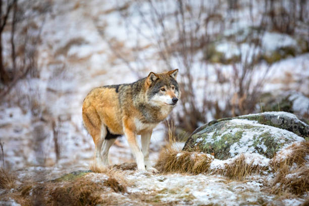 istock Beautiful wolf approaching in the forest in early winter 1085614722