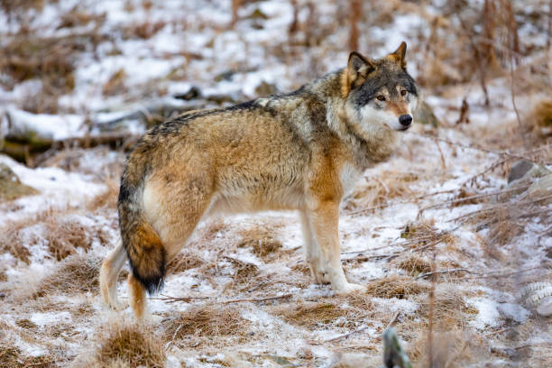 istock Beautiful wolf standing in the forest in early winter 1085615660