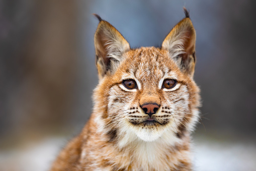 Close-up portrait of beautiful young eurasian lynx or bobcat in the forest. Wild cat eyes looking into camera.