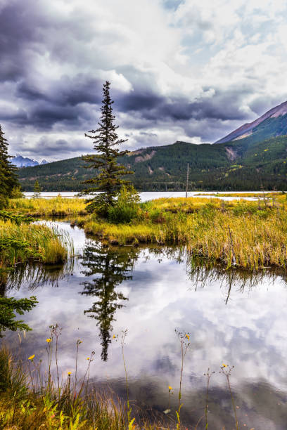 istock Slender spruce is reflected in the lake 1085618182