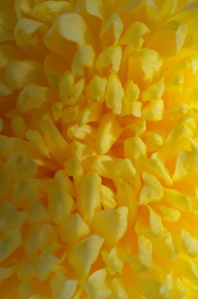 istock Chrysanthemum - 'Atsumono' Macro, Light Yellow 1085618194