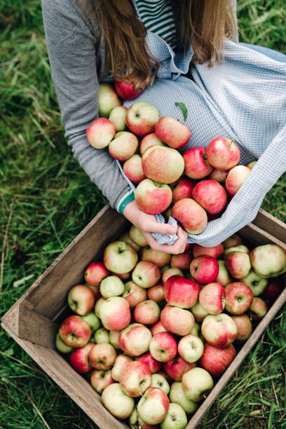 istock Young woman collecting apples in the fall 1085618472