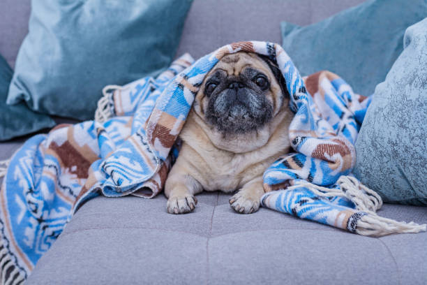 istock Cute pug is wrapped in warm blanket with blue ornament. 1085620308