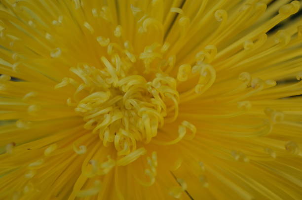 istock Chrysanthemum - 'Kudamono' Macro, Light Yellow 1085620562