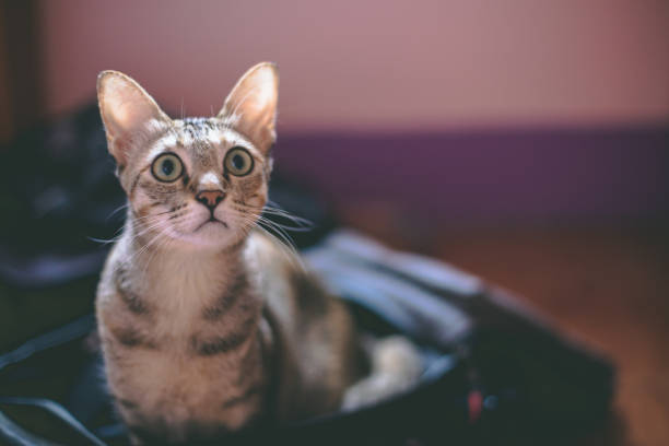 istock Cute cat hiding in the bag. 1085624054