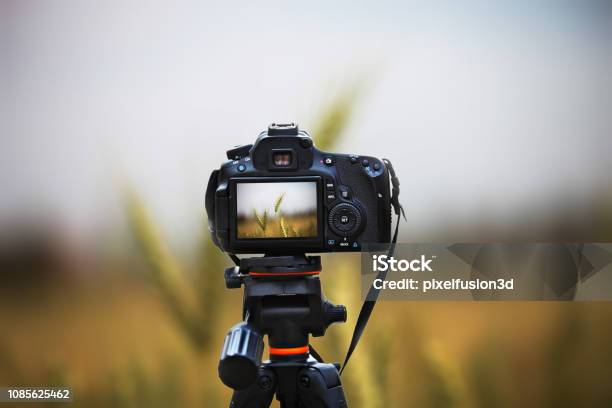 Weizen Ernte Feld Naturlandschaft Stockfoto und mehr Bilder von Kamera - Kamera, Fotograf, Fotografieren