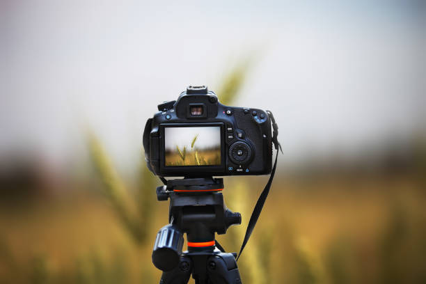 밀 작물 분야 자연 풍경 - composition selective focus wheat field 뉴스 사진 이미지