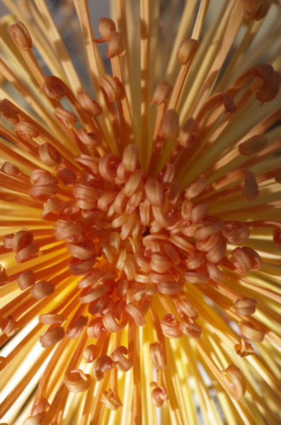 istock Chrysanthemum - 'Kudamono' Macro, White and Light Purple 1085625568