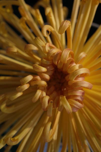 istock Chrysanthemum - 'Kudamono' Macro, Light Yellow 1085625626