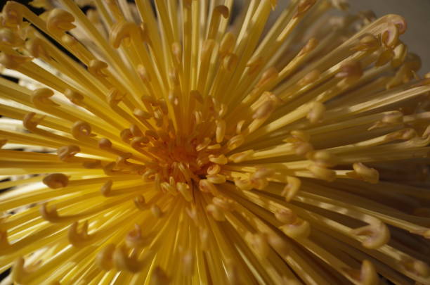 istock Chrysanthemum - 'Kudamono' Macro, Light Yellow 1085625704