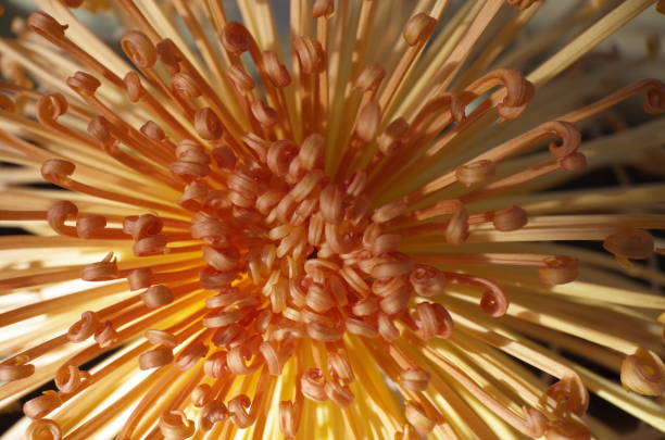 istock Chrysanthemum - 'Kudamono' Macro, White and Light Purple 1085625706