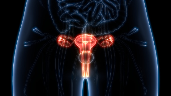 Anatomía del sistema reproductor femenino photo