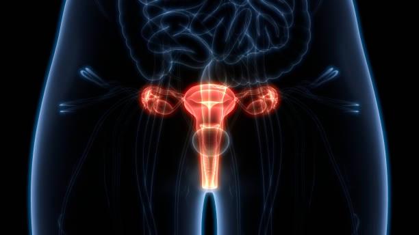 anatomia del sistema riproduttivo femminile - ovary foto e immagini stock