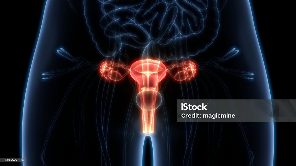 Female Reproductive System Anatomy 3D Illustration of Female Reproductive System Anatomy Ovary Stock Photo
