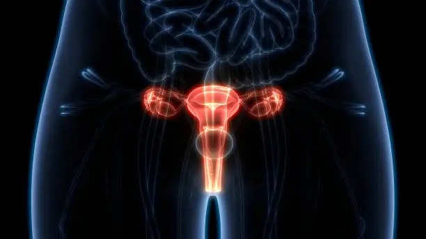 3D Illustration of Female Reproductive System Anatomy