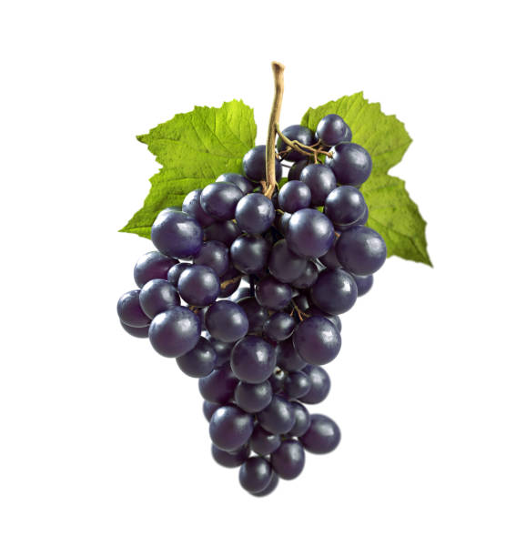 фиолетовый виноград - черный виноград с зеленым листом - изолированный на белом фоне - свежий виноград зеленый виноград изолированный - йоту - красный виноград стоковые фото и изображения