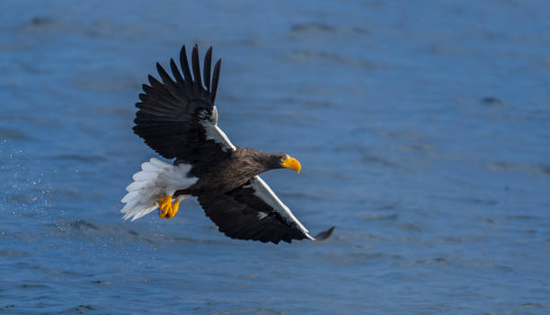 istock Steller's sea eagle fishing 1085631500