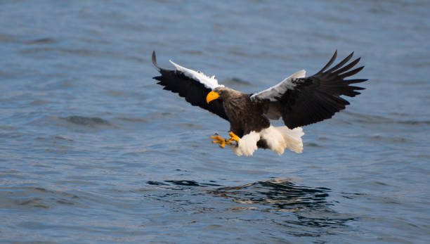 Steller's sea eagle fishing