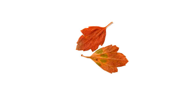 istock small leaves of bushes on white background 1085632014
