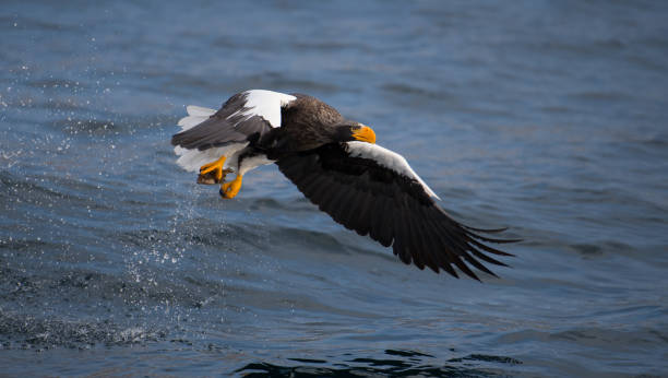 istock Steller's sea eagle fishing 1085632514