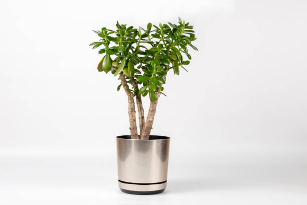 istock Succulent houseplant Crassula in a pot on a white background 1085634986