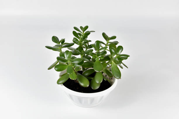 istock Succulent houseplant Crassula in a pot on a white background 1085634988