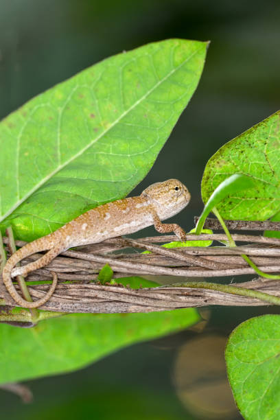 istock Green baby  chameleon - Stock Image 1085635018