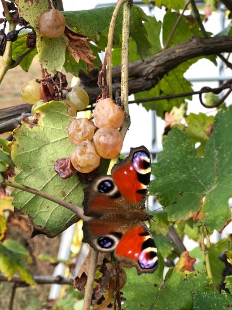 colorful butterfly in the vineyard while resting on a bunch of grapes
