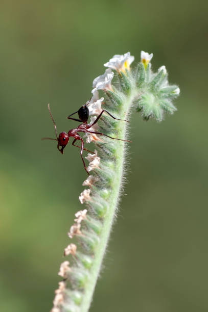 istock Strong jaws of red ant close-up 1085636294