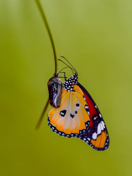 istock Amazing moment ,Monarch butterfly emerging from its chrysalis 1085636648