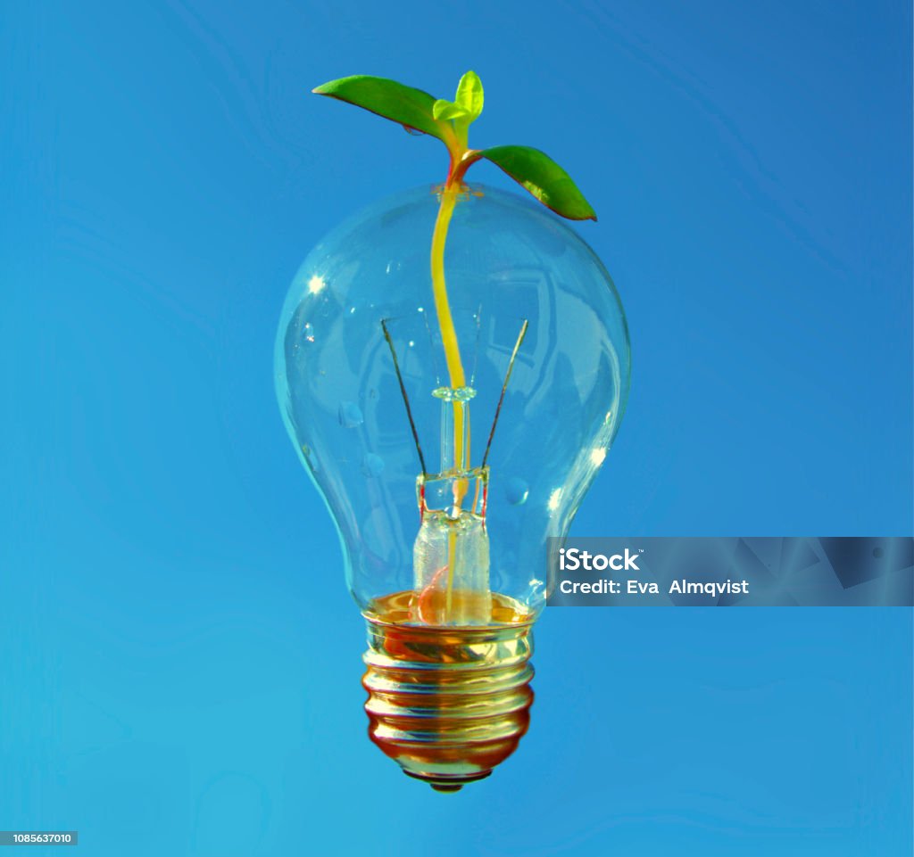 Fresh idea for healthy and sustainable development. Shiny Lightbulb with small plant coming through. Beautiful colourful picture of lightbulb with growth coming through the glass. Blue background. Sustainable Resources Stock Photo
