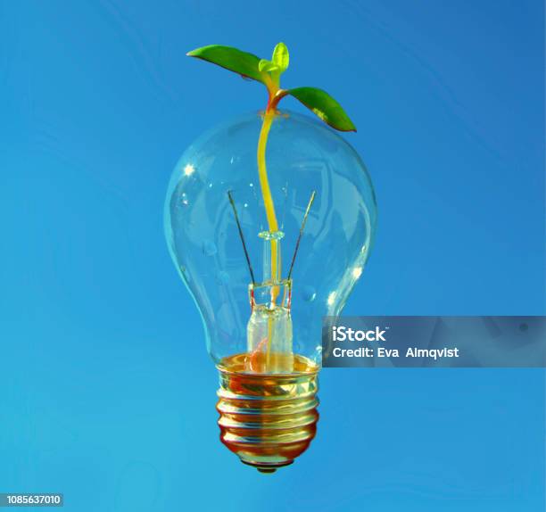 Fresh Idea For Healthy And Sustainable Development Shiny Lightbulb With Small Plant Coming Through Stock Photo - Download Image Now