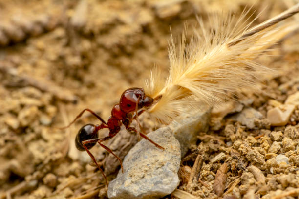 istock Strong jaws of red ant close-up 1085638734