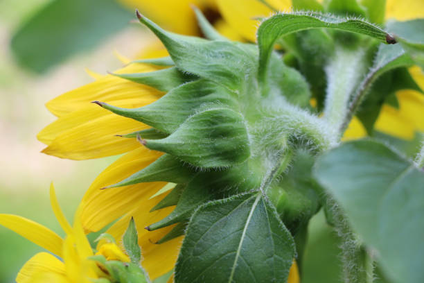 istock Back of sunflower blooming in summer season closed up image 1085640162