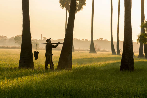 istock Men are climbing the Palm. 1085640588