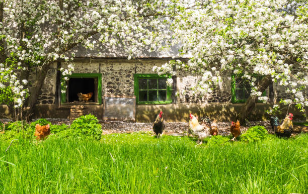 The hens in a beautiful place. stock photo