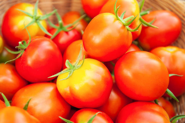 istock Fresh organic tomatoes are ripe in wicker basket. Organic tomatoes are produced form Sakon Nakhon Province, Northeastern Thailand. Local wisdom. Agriculture, Farming. Bright and colorful. Close. Shallow dept of field. 1085644862